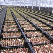 Bulbs in crates for hydroponic system