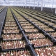 kukkasipulit laatikoissa vesiviljely järjestelmä