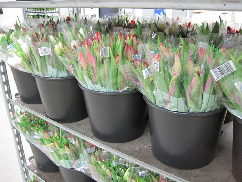 Tulips in bucket ready for shiping